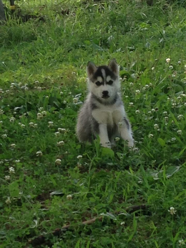 Litter siberian husky hk