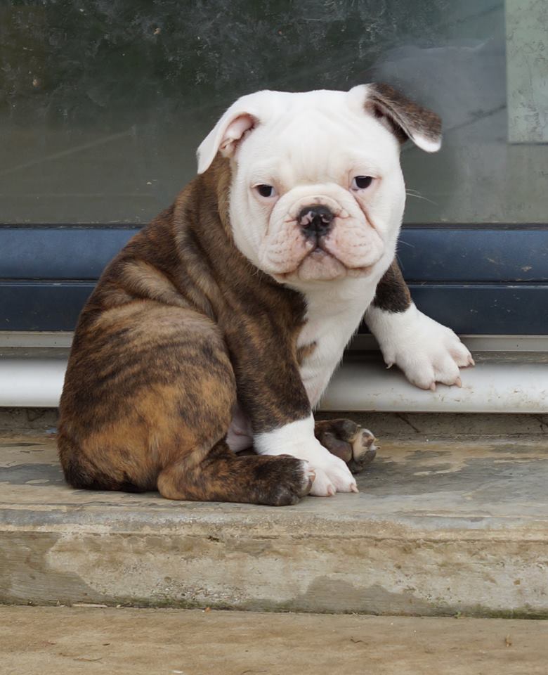 english bulldog Breeder