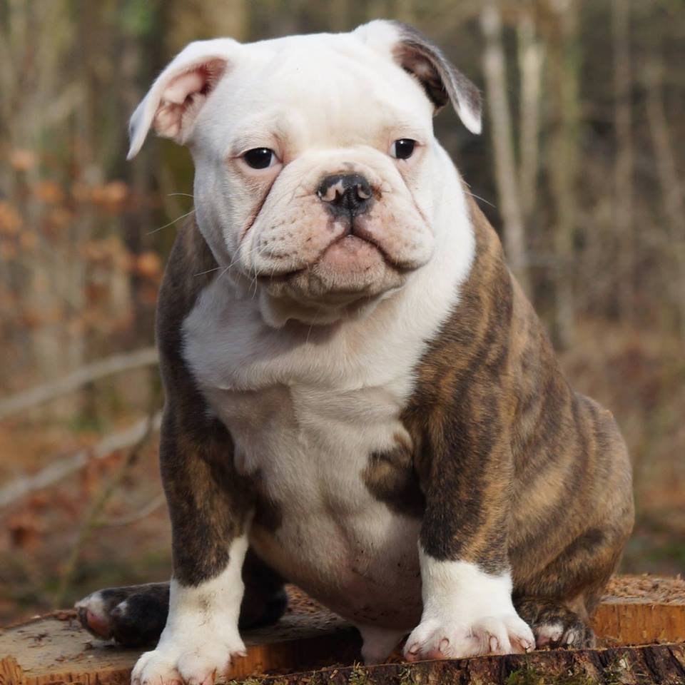 Breeders Puppies english bulldog