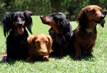 Dachshund breeder