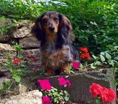 long hair puppies dachshund