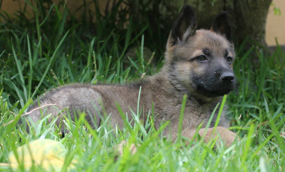 breeder in hk German shepherd