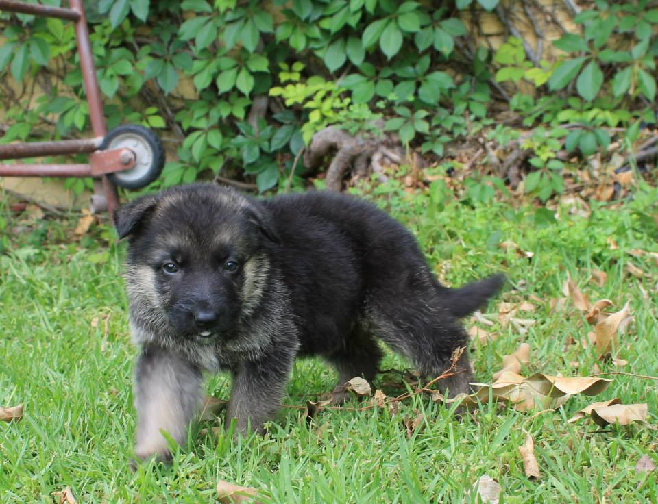 buy dog  German shepherd