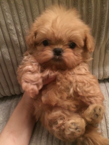 Imperial Shih Tzu Puppies