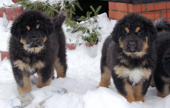 Tibetan Mastiff puppies