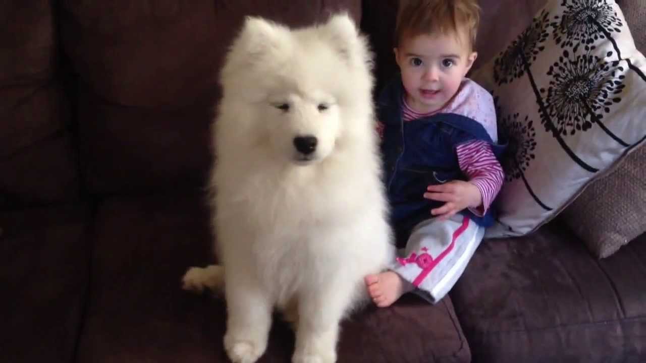 Beautiful Male and female Samoyed