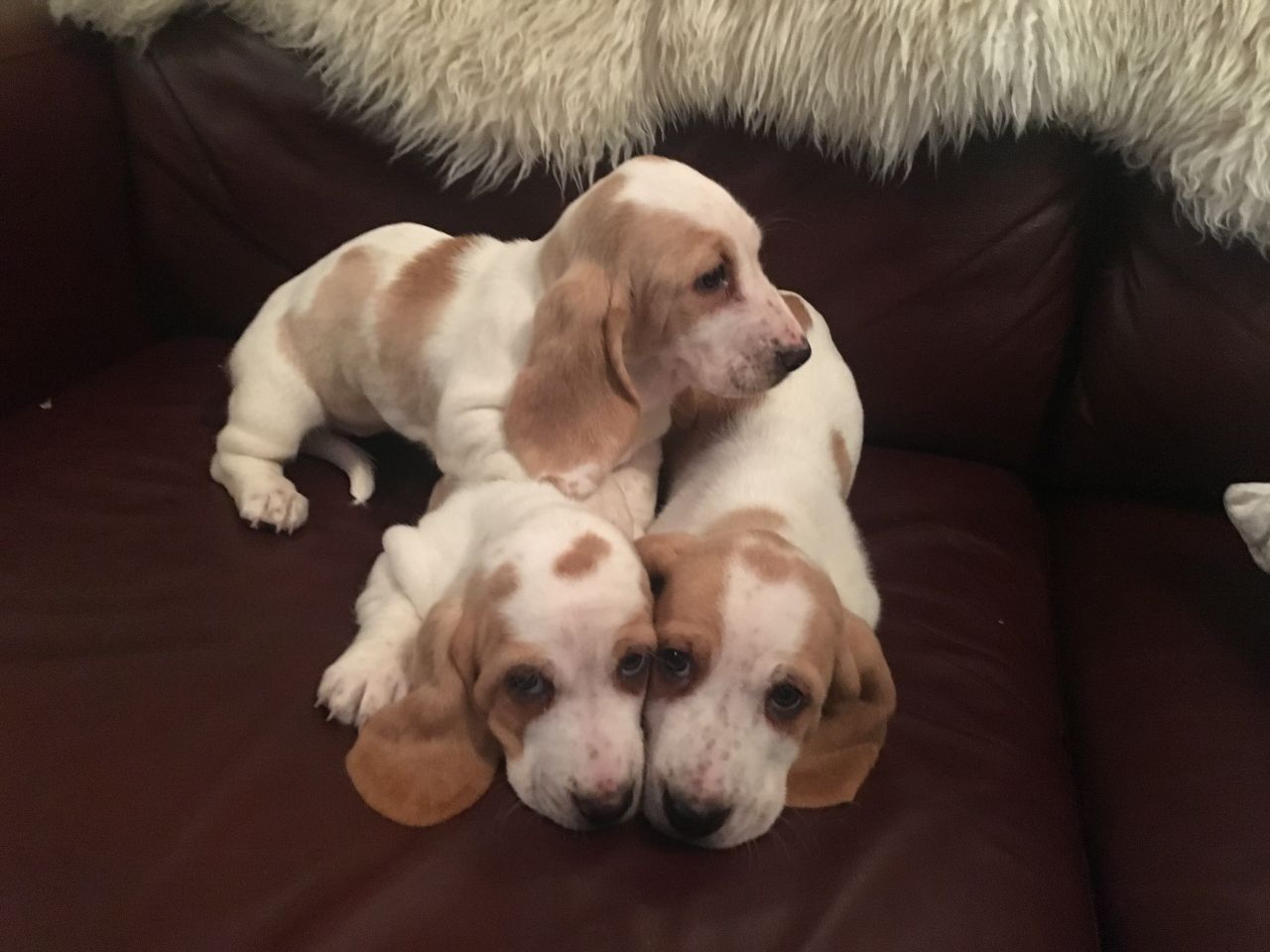 Pedigree Bassett Hounds Puppies Ready Now