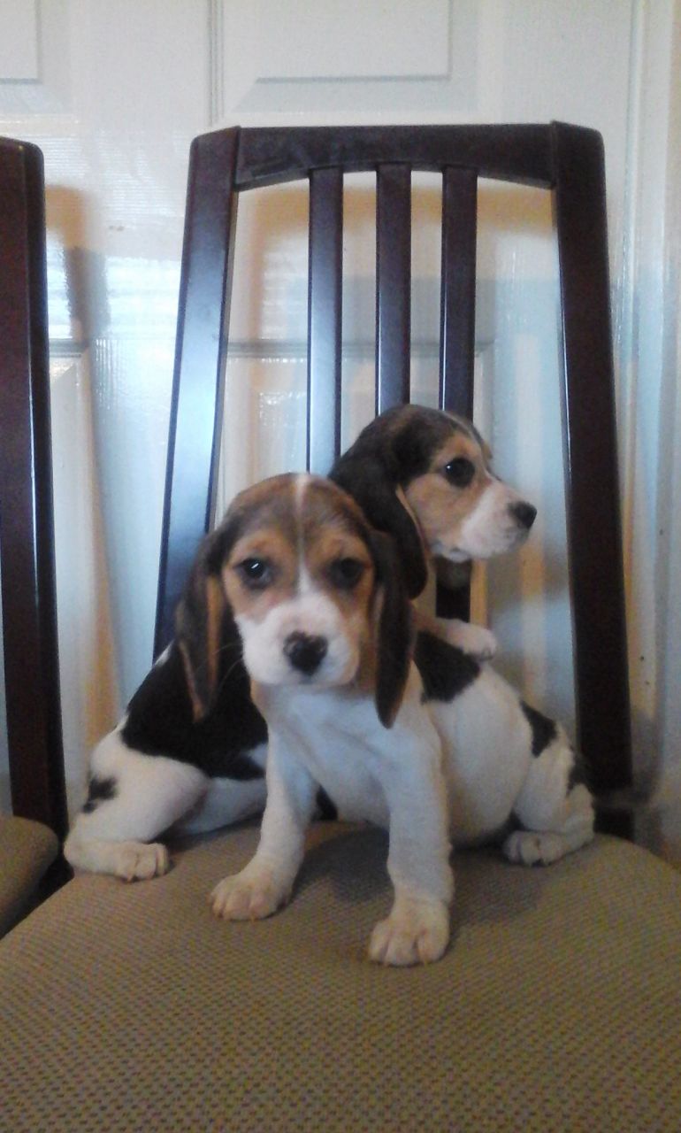 Stunning Beagle Pups