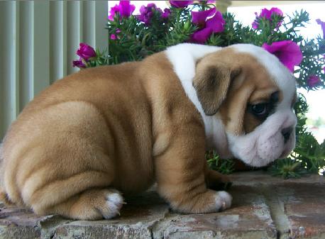 Impresionantes Bulldog Inglés cachorros para la adopción