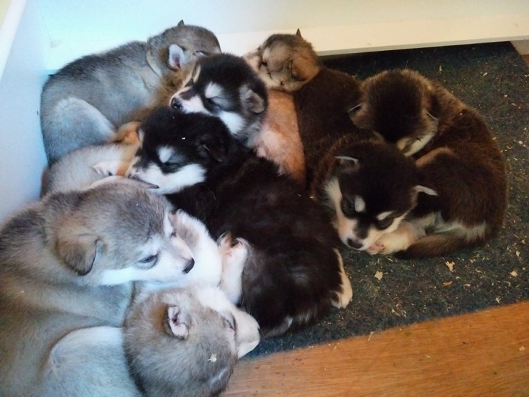 Female Alaskan Malamute Puppies