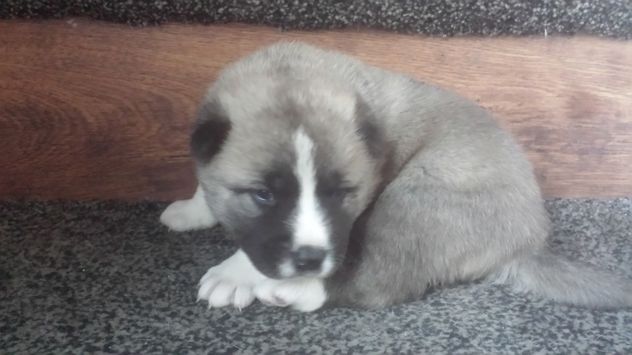 Pure Breed American Akita Puppies