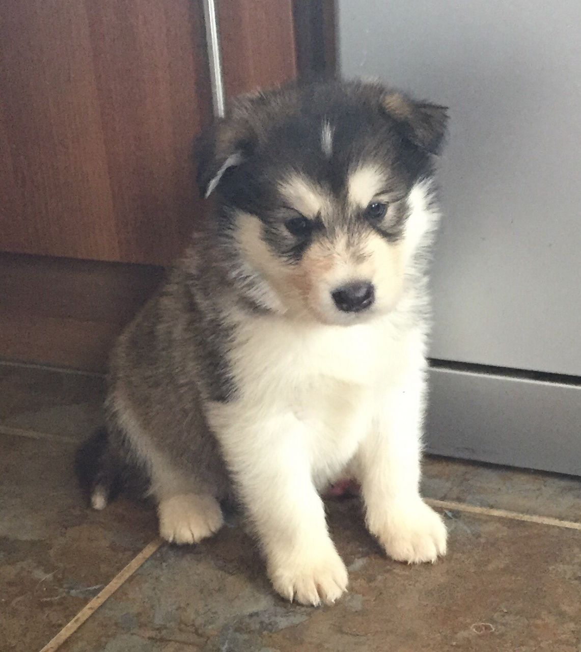 Pedigree Alaskan Malamute Puppies