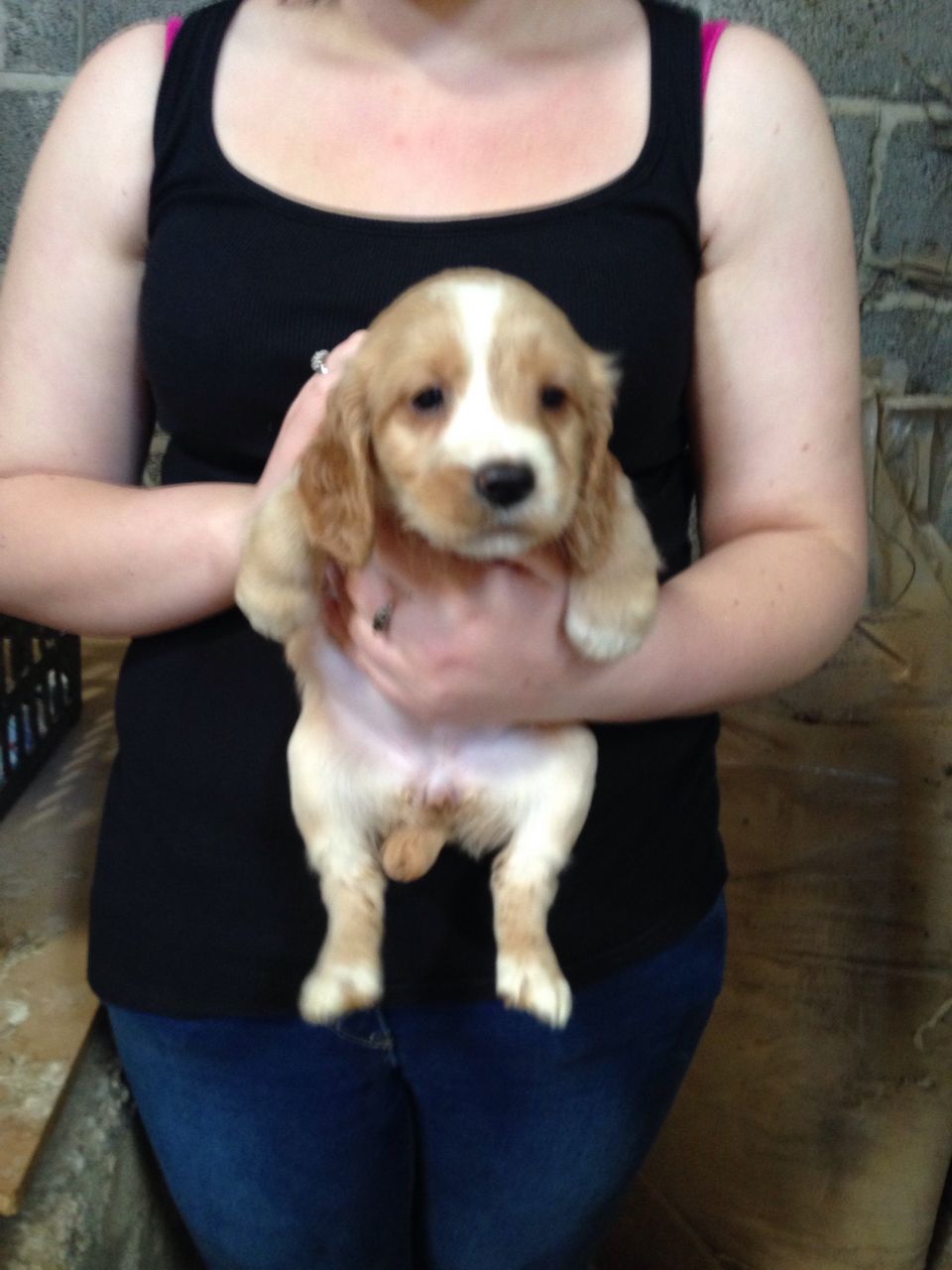 Beauitifull Docked Cocker Spaniel Puppies