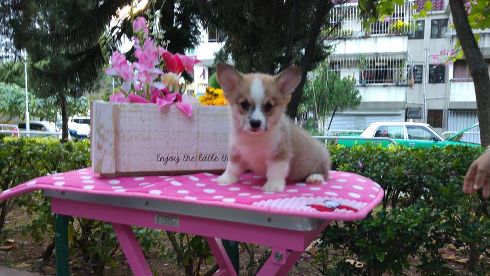 Puppies for sale welsh corgi