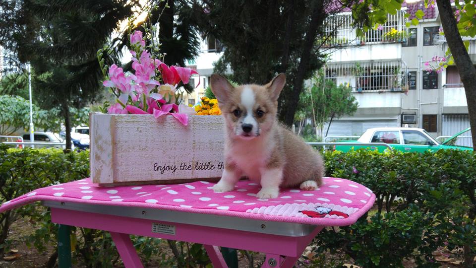 Breeder welsh corgi