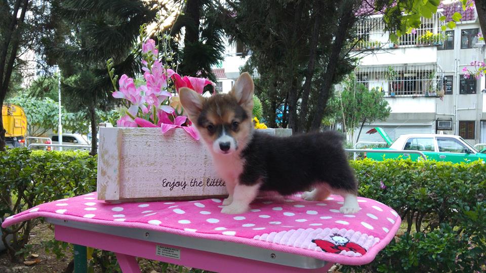 Welsh corgi sale puppies