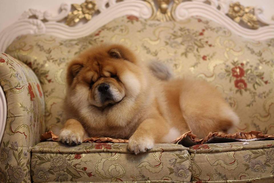 Breeder chow chow