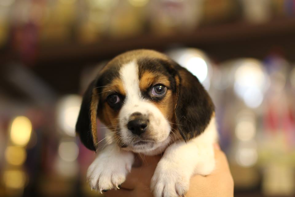 Puppy price Beagle