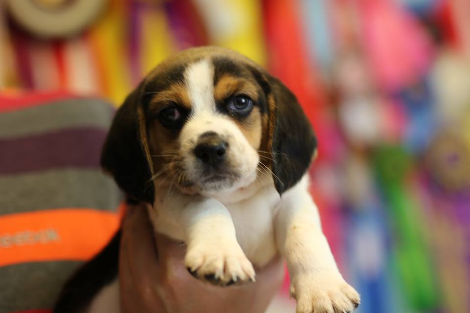 Beagle tricolor for sale