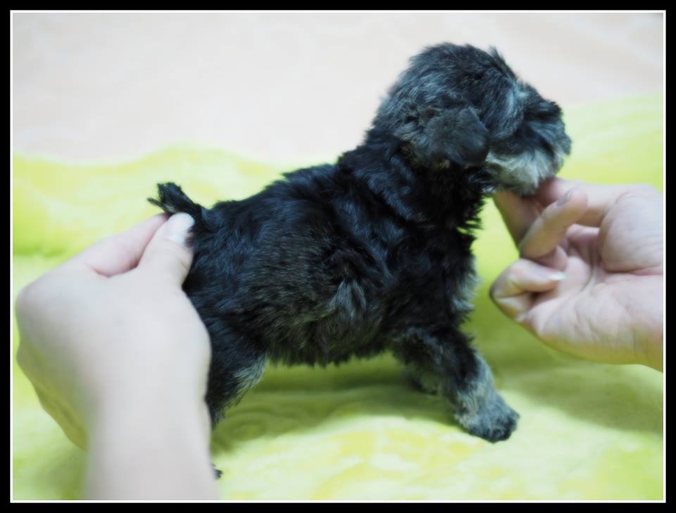 Puppies Schnauzer for sale