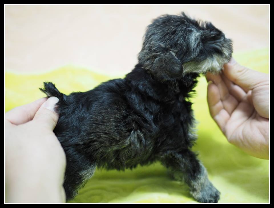 Breeders Schnauzer