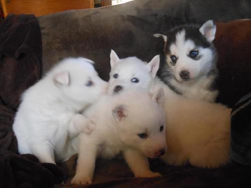 beautiful male and female siberian husky puppies available