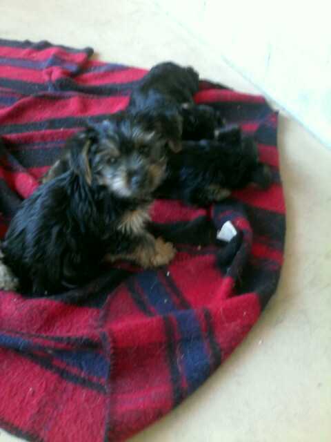 AKC Yorkie Puppies 