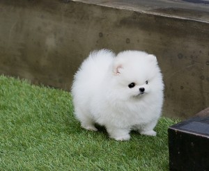 Tiny Purebred Pomeranian Puppies-Toy-&-Standard Sizes