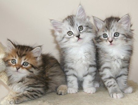 Siberian Kittens Available