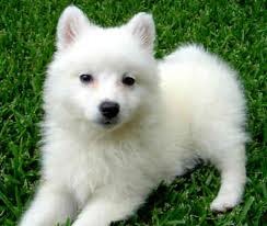 Cute American Eskimo Puppies for adoption .