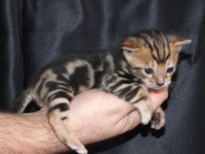 male and female Bengal kitten
