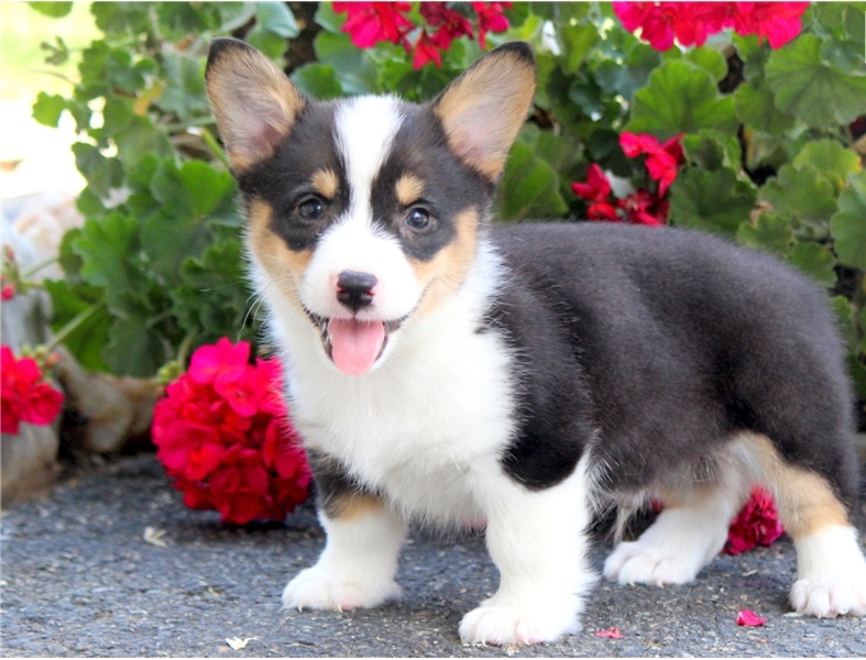 Well Trained Pembroke Welsh Corgi Puppies