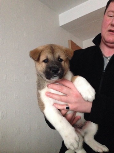 Chunky Akita Puppies