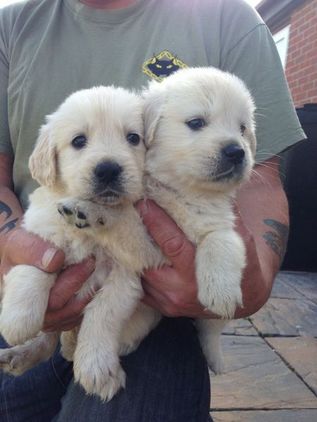 Golden Retriever Pups