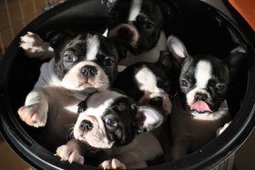 Boston-Terrier-puppies 