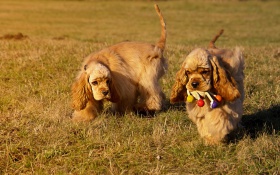 Amerikanischer-Cocker-Spaniel-puppies 