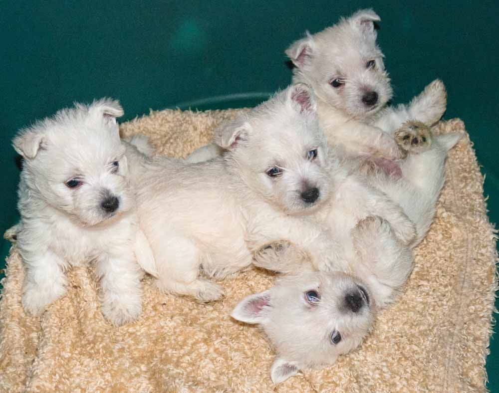 Stunning Westies Pups Ready Now