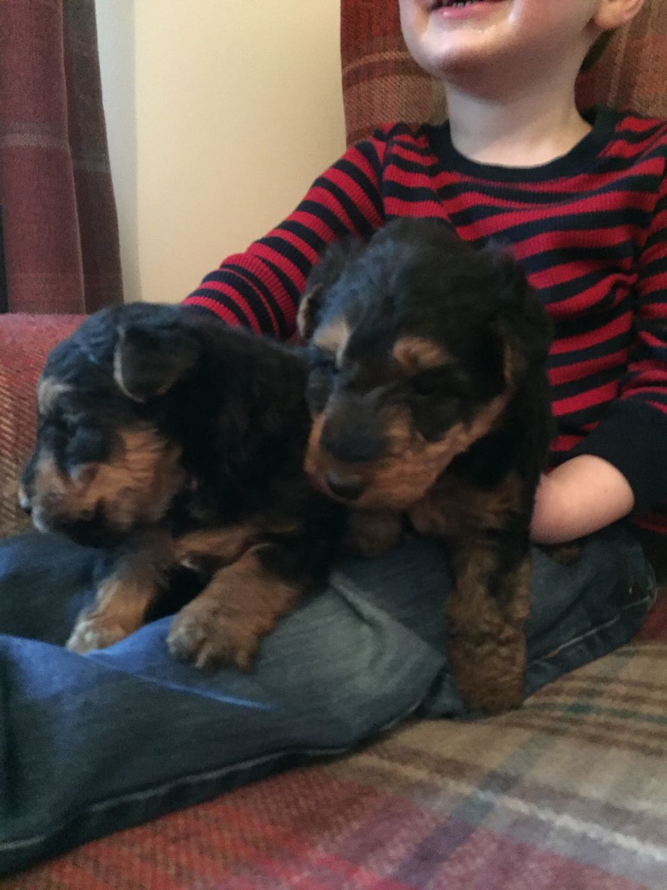 Welsh Terrier Puppies For Sale