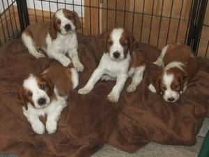 Springer Spaniel Puppies For Sale