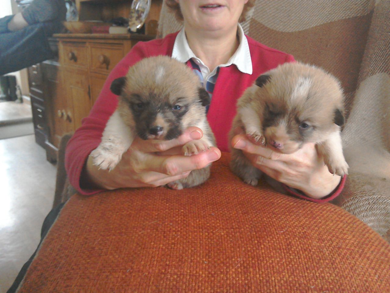 Beautiful Pembrokeshire Corgi Puppies For Sale