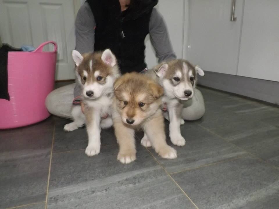 Cute and Lovely Utonagan Dogs puppies For Sale