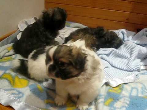 Beautiful Tibetan Spaniel Puppies For Sale