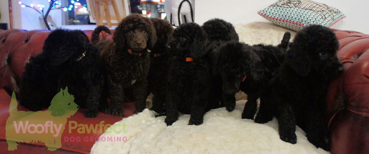 Kc′d Blue Standard Poodle Girl Pups Ready Now