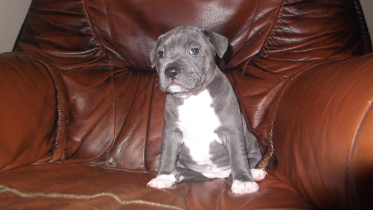 Staffordshire Bullterier Terrier Puppies for sale