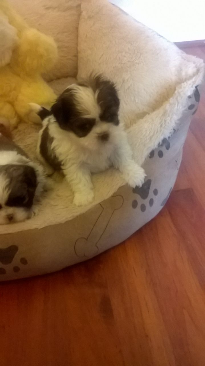 Gorgeous Shih Tzu Pups For Sale