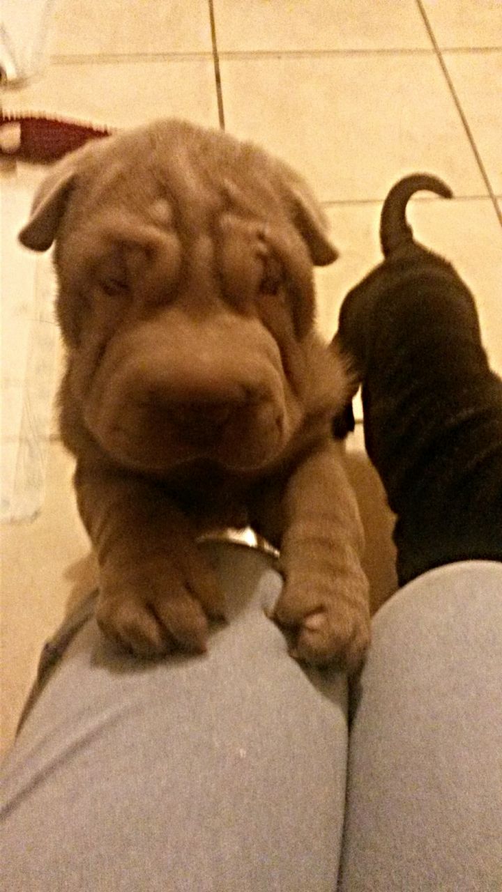 Kc Registered Excellent Pedigree Sharpei Puppies for Sale