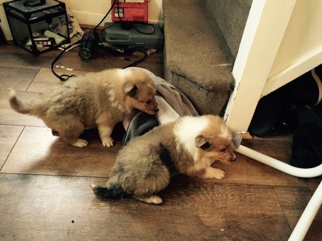 Rough Collie Puppies For Sale