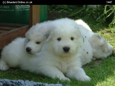 Pyrenean Sheepdog Dogs Puppies Champion Bloodline