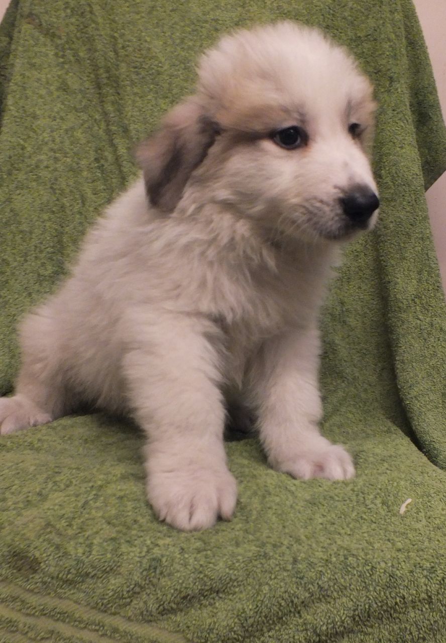 Pyrenean Mountain Dog Puppies For Sale