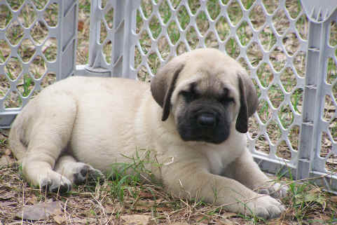 Pyrenean Mastiff Dog Puppies For Sale